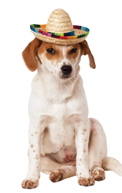 Rubies Enchiwawa Sombrero Dog Costume Around The World